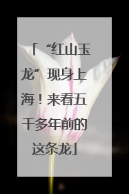 “红山玉龙”现身上海！来看五千多年前的这条龙