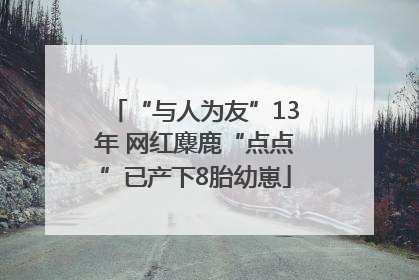 “与人为友”13年 网红麋鹿“点点”已产下8胎幼崽