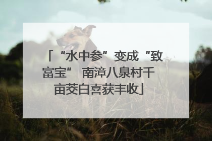 “水中参”变成“致富宝” 南漳八泉村千亩茭白喜获丰收