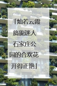 灿若云霞 旖旎迷人 石家庄公园的合欢花开得正艳