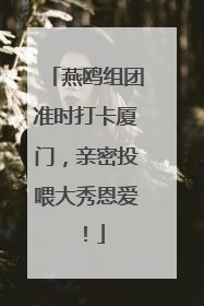 燕鸥组团准时打卡厦门，亲密投喂大秀恩爱！
