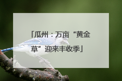 瓜州：万亩“黄金草”迎来丰收季