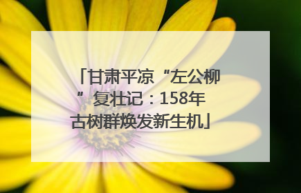 甘肃平凉“左公柳”复壮记：158年古树群焕发新生机