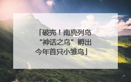 破壳！南麂列岛“神话之鸟”孵出今年首只小雏鸟