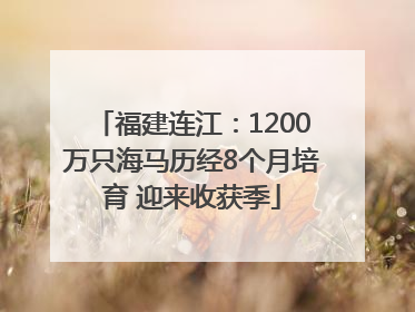 福建连江：1200万只海马历经8个月培育 迎来收获季