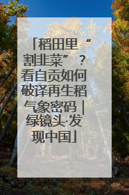 稻田里“割韭菜”？看自贡如何破译再生稻气象密码｜绿镜头·发现中国
