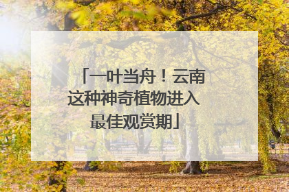 一叶当舟！云南这种神奇植物进入最佳观赏期