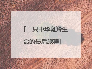 一只中华斑羚生命的最后旅程