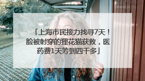 上海市民接力找寻7天！脸被射穿的狸花猫获救，医药费1天筹到四千多