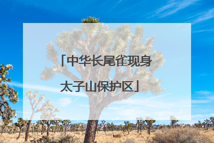 中华长尾雀现身太子山保护区