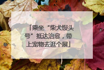 乘坐“柴犬馒头号”抵达治愈，带上宠物去逛个展