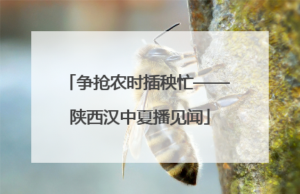 争抢农时插秧忙——陕西汉中夏播见闻
