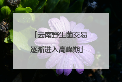 云南野生菌交易逐渐进入高峰期
