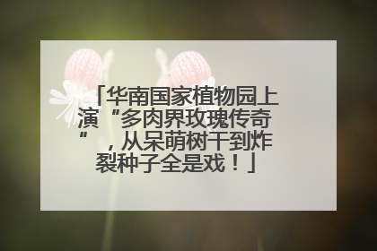 华南国家植物园上演“多肉界玫瑰传奇”，从呆萌树干到炸裂种子全是戏！