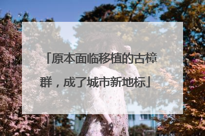 原本面临移植的古樟群，成了城市新地标