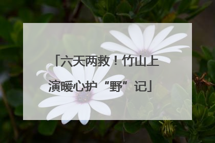 六天两救！竹山上演暖心护“野”记