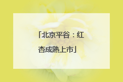 北京平谷：红杏成熟上市