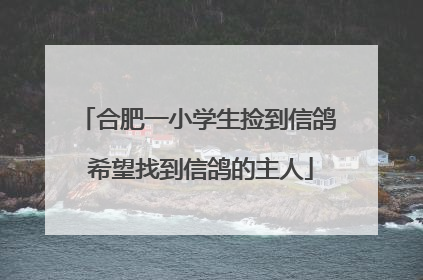 合肥一小学生捡到信鸽 希望找到信鸽的主人