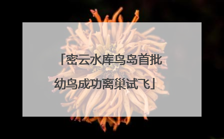 密云水库鸟岛首批幼鸟成功离巢试飞
