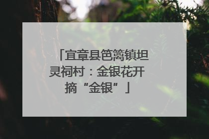 宜章县笆篱镇坦灵祠村：金银花开摘“金银”