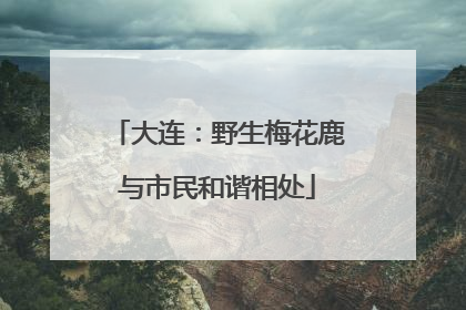 大连：野生梅花鹿与市民和谐相处