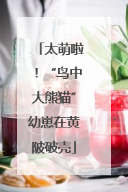 太萌啦！“鸟中大熊猫”幼崽在黄陂破壳