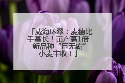 威海环翠：麦穗比手掌长！亩产高1倍 新品种“巨无霸”小麦丰收！