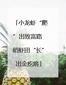 小龙虾“爬”出致富路 稻虾田“长”出金疙瘩