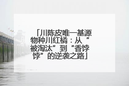 川陈皮唯一基源物种川红橘：从“被淘汰”到“香饽饽”的逆袭之路