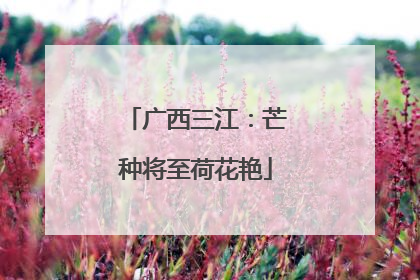 广西三江：芒种将至荷花艳