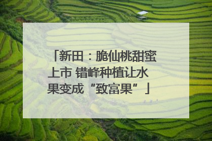 新田：脆仙桃甜蜜上市 错峰种植让水果变成“致富果”