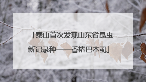 泰山首次发现山东省昆虫新记录种——香椿巴木虱