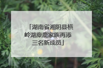 湖南省湘阴县横岭湖麋鹿家族再添三名新成员