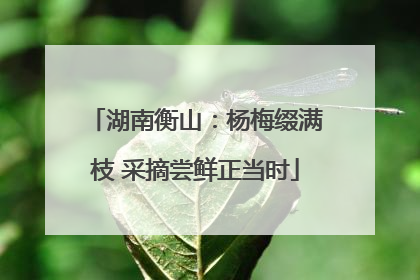 湖南衡山：杨梅缀满枝 采摘尝鲜正当时