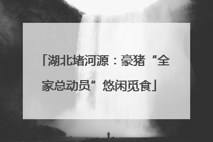 湖北堵河源：豪猪“全家总动员”悠闲觅食