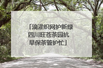 滴灌织网护新绿 四川旺苍茶园抗旱保茶管护忙