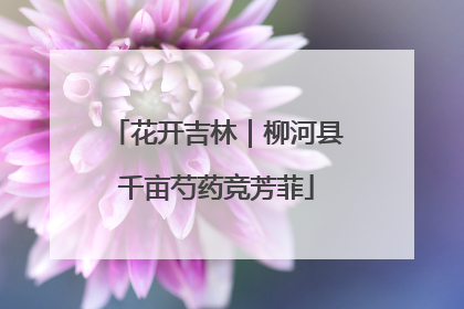 花开吉林｜柳河县千亩芍药竞芳菲