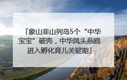 象山韭山列岛5个“中华宝宝”破壳，中华凤头燕鸥进入孵化育儿关键期