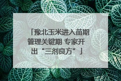 豫北玉米进入苗期管理关键期 专家开出“三剂良方”