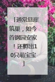 通常悬崖筑巢，如今首钢园安家！还孵出10只萌宝宝