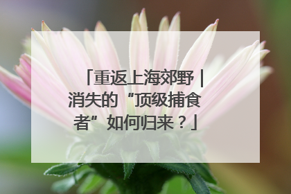 重返上海郊野｜消失的“顶级捕食者”如何归来？