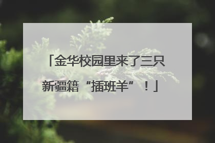 金华校园里来了三只新疆籍“插班羊”！