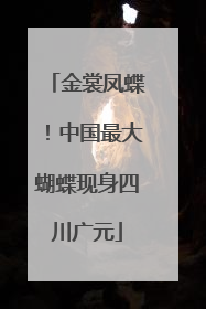 金裳凤蝶！中国最大蝴蝶现身四川广元