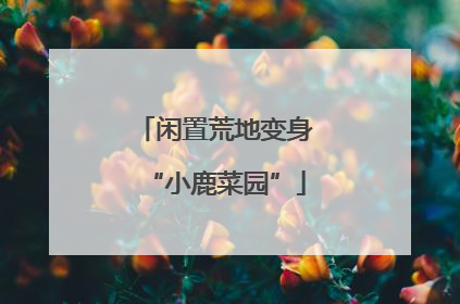 闲置荒地变身“小鹿菜园”