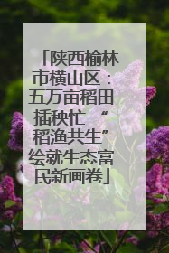 陕西榆林市横山区：五万亩稻田插秧忙 “稻渔共生”绘就生态富民新画卷