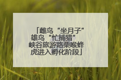 雌鸟“坐月子”雄鸟“忙捕猎” 峡谷旅游路栗喉蜂虎进入孵化阶段