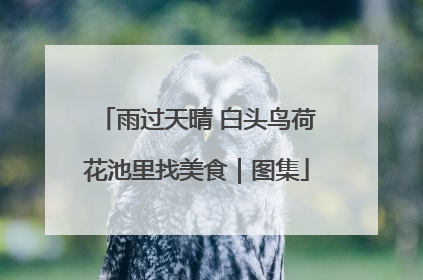 雨过天晴 白头鸟荷花池里找美食｜图集